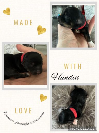 Ein schwarzer Welpe mit rotem Halsband liegt in einer Hand.