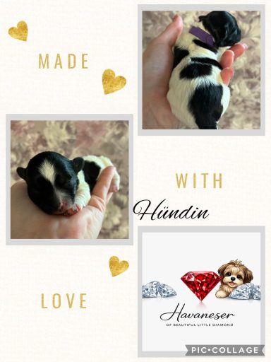 Ein schwarzes und weißes Welpenbaby in einer Hand, umgeben von Herzen und Logo.