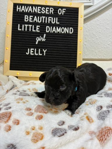 Schwarzes Havaneser-Welpe namens Jelly auf einem gepunkteten Hintergrund mit Schild.