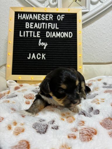 Welpe eines Havanesers auf einer Decke mit einem Schild, das den Namen anzeigt.