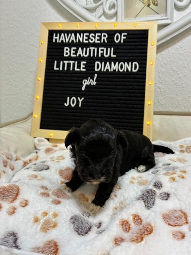 Schwarzes Welpen liegt auf einer Decke mit einem Schild über ihren Namen.