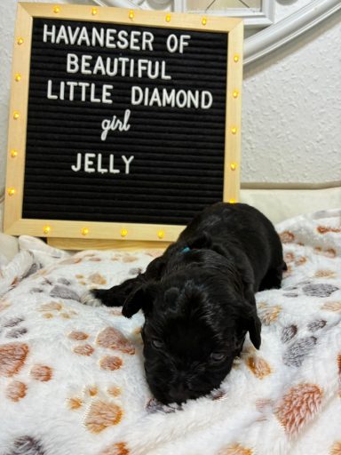 Schwarzer Havaneser liegt auf einer Decke neben einem Schild mit dem Namen "Jelly".