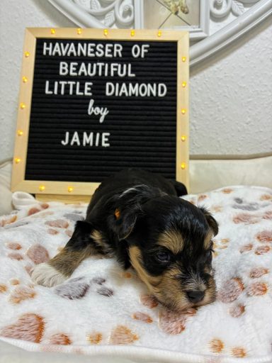 Ein kleiner Havaneser-Welpe liegt auf einer Decke neben einem Schild mit seinem Namen.