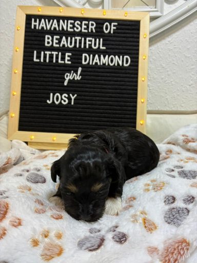 Schlafender Welpe auf einer Decke, mit einem Schild mit dem Namen Josy und einer Beschreibung.