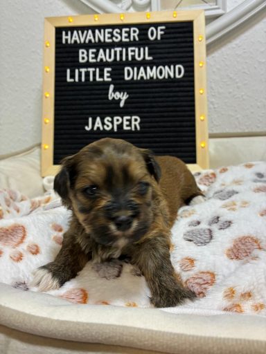 Havaneser-Welpe namens Jasper sitzt vor einem beleuchteten Schild.