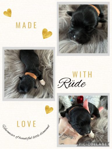 Schwarzer Welpe mit orangefarbener Halsband auf einem weichen Untergrund.