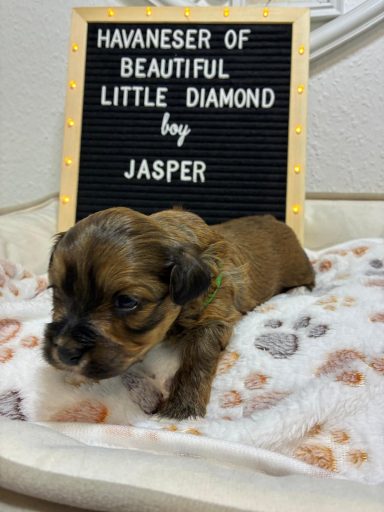 Ein kleiner Havaneser-Welpe liegt auf einem kuscheligen Platz vor einem Schild mit Text.