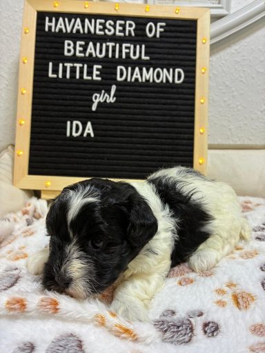 Havaneser Welpe namens Ida liegt auf einem weichen Stoff mit einem Namensschild.