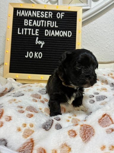 Schwarzer Havaneser-Welpe auf einem flauschigen Blanket mit Schild im Hintergrund.