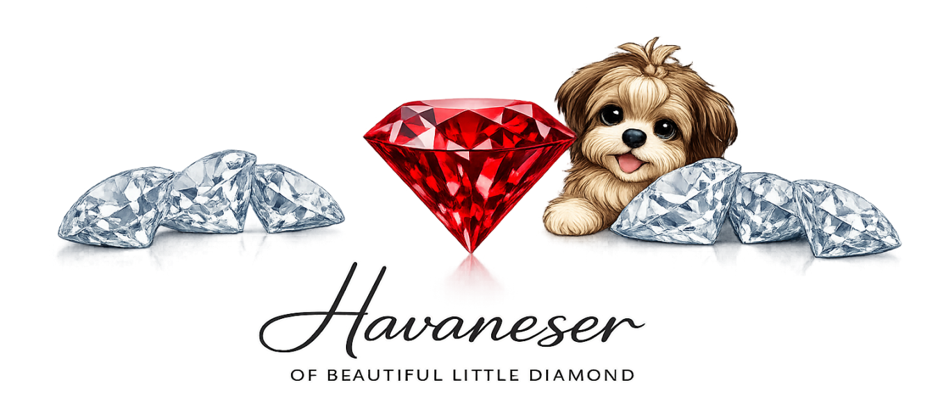 Havaneser of beautiful little diamond