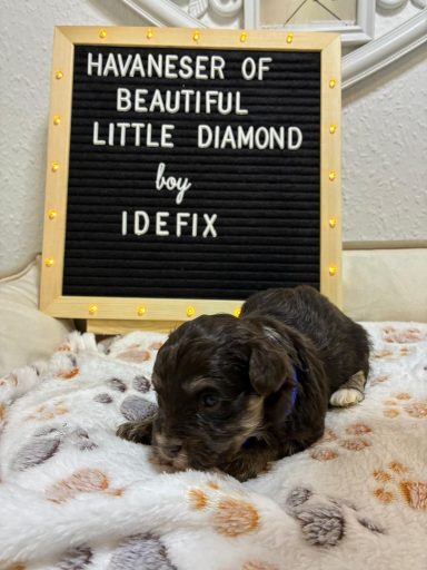 Ein kleiner, braun-weißer Welpe mit einem Schild, das "Havaneser von Beautiful Little Diamond" zeigt.