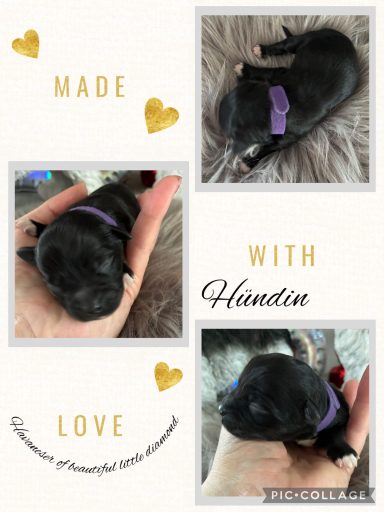 Drei Bilder eines süßen schwarzen Hundewelpen in einer Hand, mit verschiedenen Halsbändern.