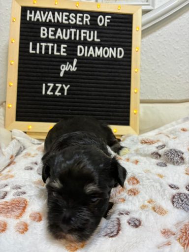 Schwarzes Havaneser-Welpenmädchen namens Izzy liegt vor einem Anschlagbrett.