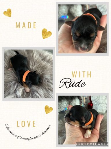 Welpe mit orangefarbenem Kragen, auf einer grauen Decke in Hand gehalten.