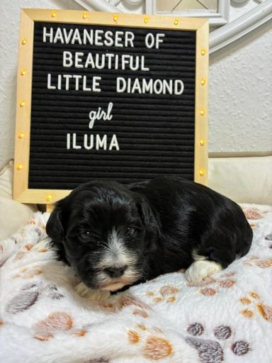 Kleiner Havaneser-Welpe namens Iluma liegt auf einer Decke mit einem Schild daneben.