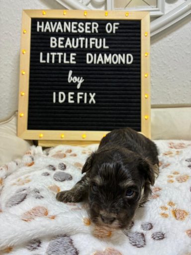 Havaneserwelpe auf einer Decke neben einem dekorativen Schild mit Schriftzug.