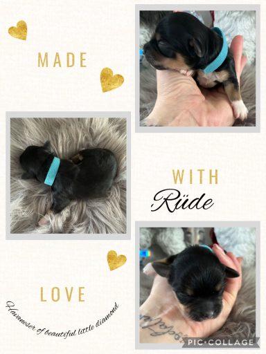 Kleiner Welpe in der Hand, mit hellblauem Halsband und liebevollem Hintergrund.