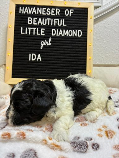 Havaneser-Welpe namens Ida liegt vor einer beschrifteten Tafel.