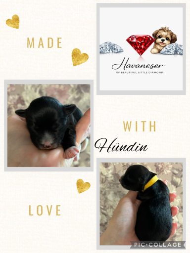 Kleine schwarze Welpen in der Hand, umgeben von herzlichen Elementen und dem Schriftzug "Made with Love".