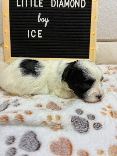 Welpe mit schwarzem und weißem Fell liegt auf einer Decke mit Pfotenmuster.