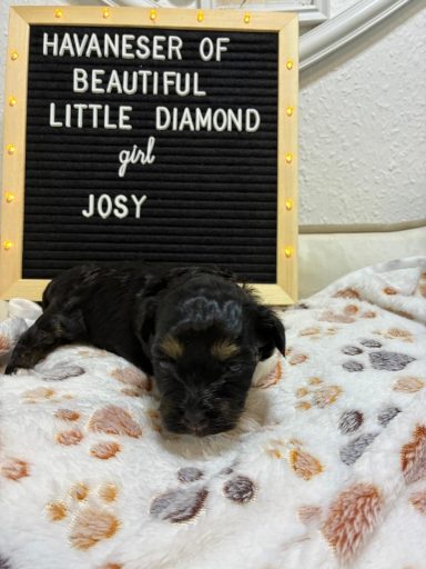 Schwarzer Welpe liegt auf einer Decke, neben einem Schild mit dem Namen "Josy".