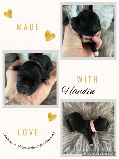 Schwarzer Welpe in Händen, niedlich mit Halsband und weich gefertigtem Hintergrund.