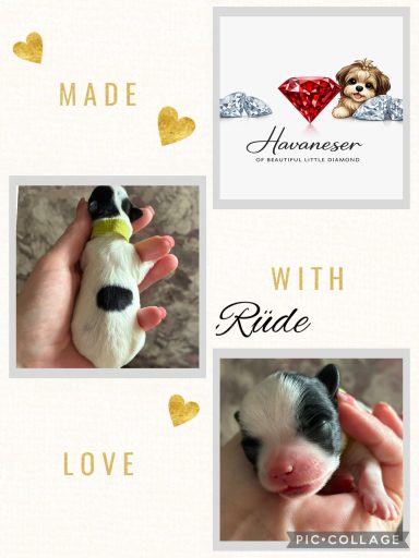 Ein kleines, schwarz-weißes Hundebaby wird liebevoll in einer Hand gehalten.