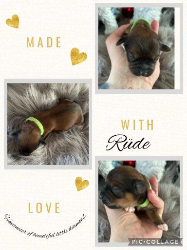 Fawnfarbener Welpe mit grünem Halsband auf einem weichen, grauen Untergrund.