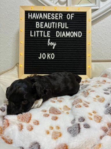 Ein schwarzer Hund schläft auf einer Decke neben einem Schild mit dem Text über Havaneser.