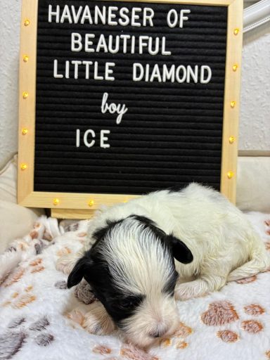 Havaneser-Welpe schläft neben einem Schild mit seinem Namen und Züchter.