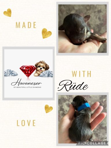 Zwei Welpen auf einer Hand, einer mit blauer Schleife, umgeben von dekorativen Elementen.