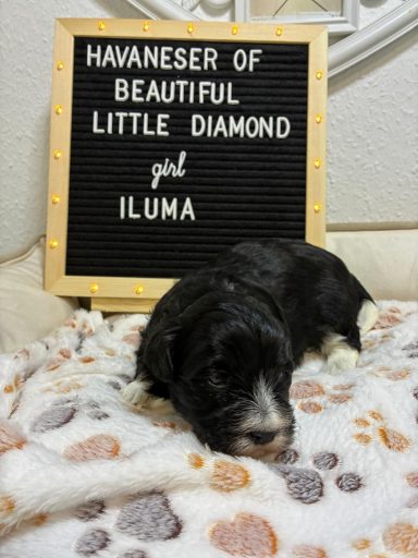 Schwarzer Havaneserhund liegt auf einem kuscheligen, gepunkteten Blanket.