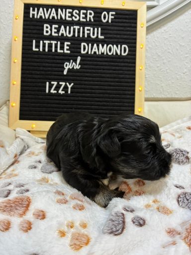 Havaneser-Welpe namens Izzy auf einer Decke, neben einem Schild mit ihrem Namen.