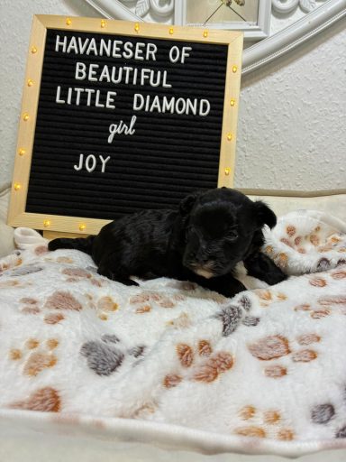 Schwarzes Welpen auf einem flauschigen Decken mit einem Schild, das „Joy“ zeigt.